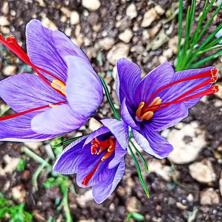 Animabruzzo Πανσιόν